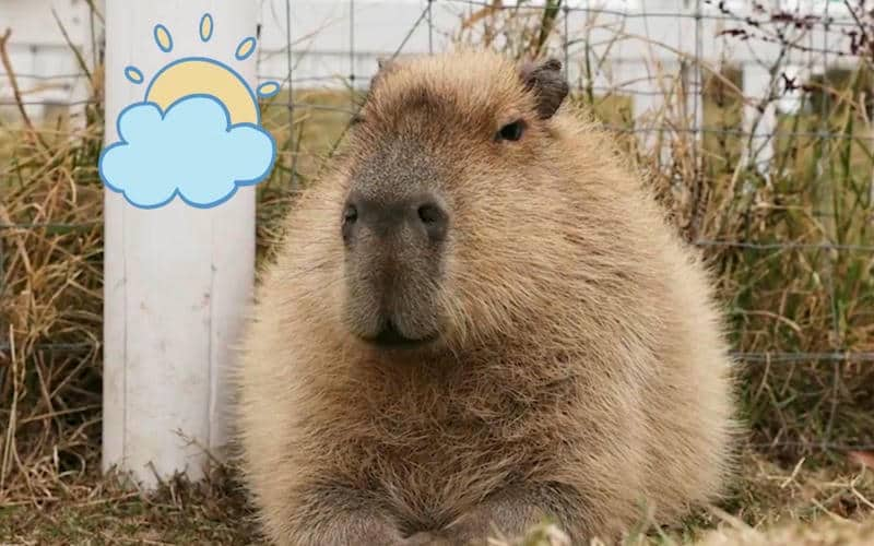 ảnh capybara chibi