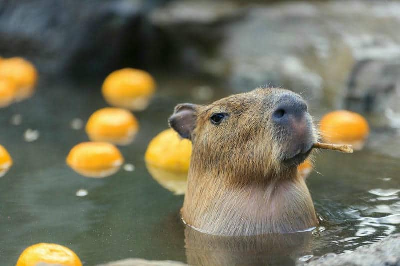 ảnh capybara cute chibi