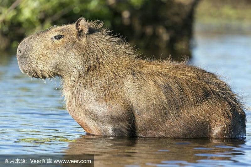 ảnh capybara cute chibi