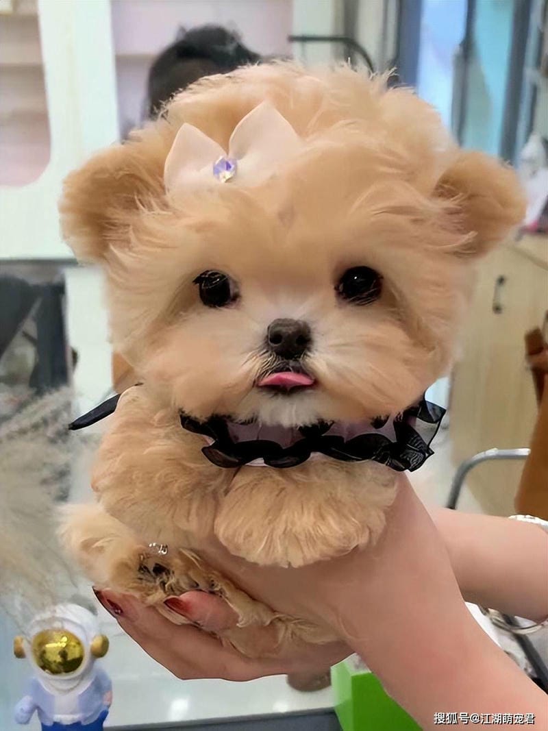 ảnh chó poodle