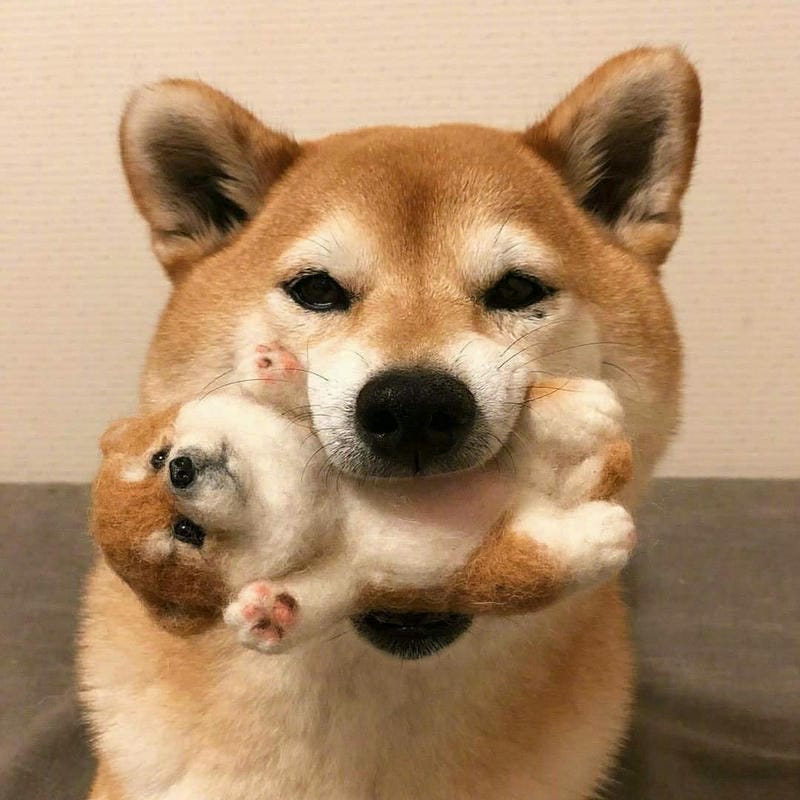 ảnh chó shiba cute