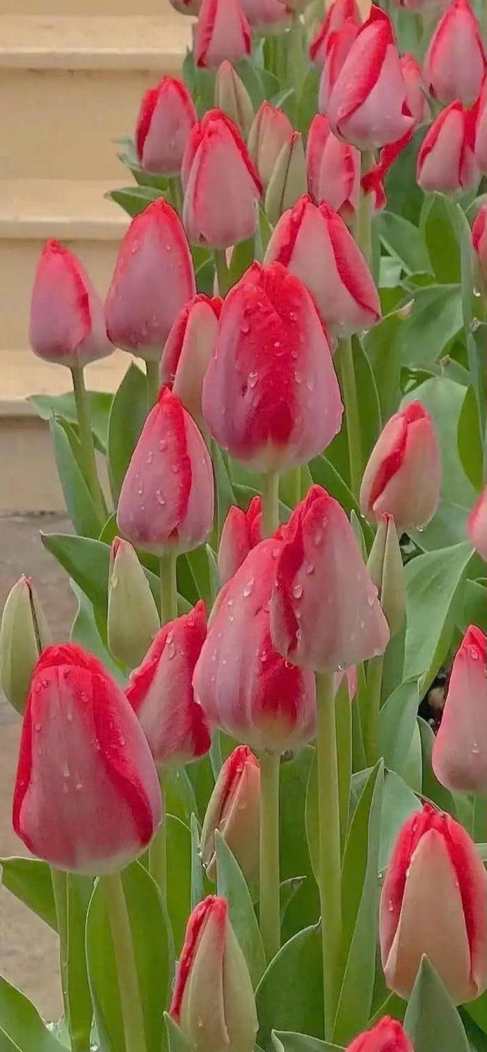 ảnh hoa tulip đẹp