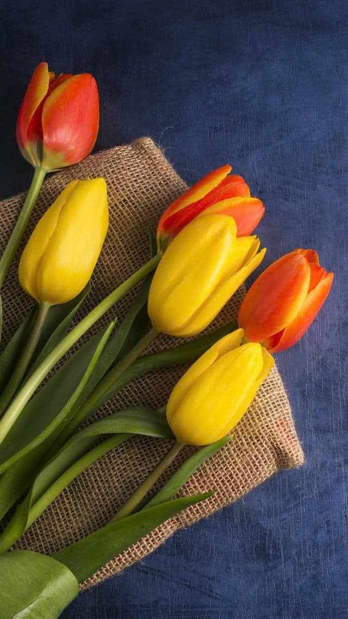 ảnh hoa tulip trắng