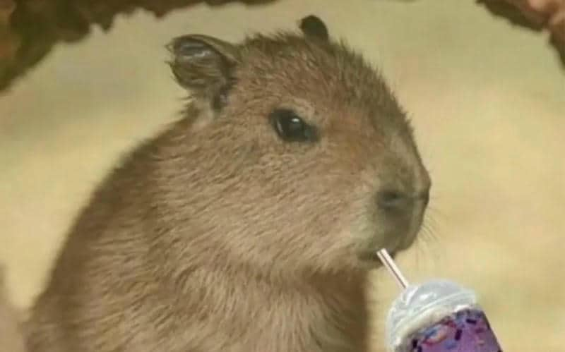 ảnh nền capybara