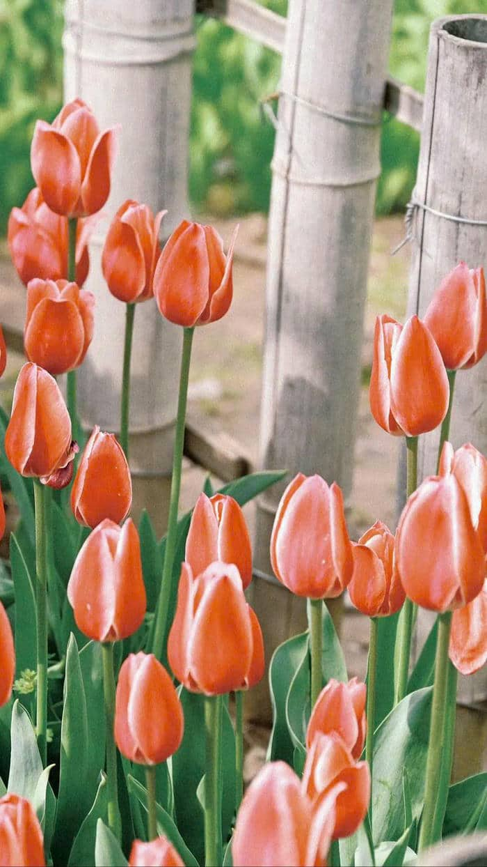 ảnh nền hoa tulip