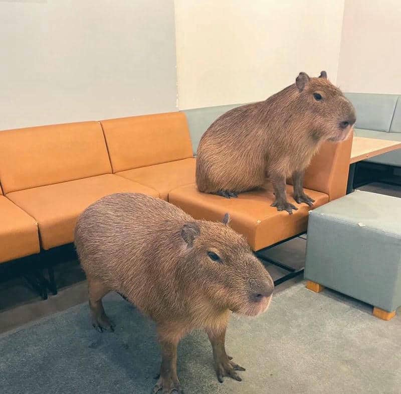 capybara ảnh