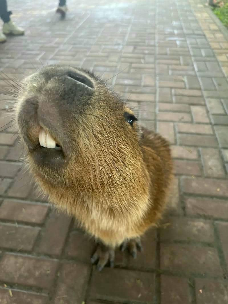 capybara hình nền