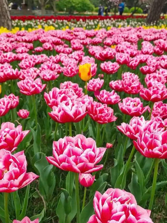 hình nền hoa tulip trắng