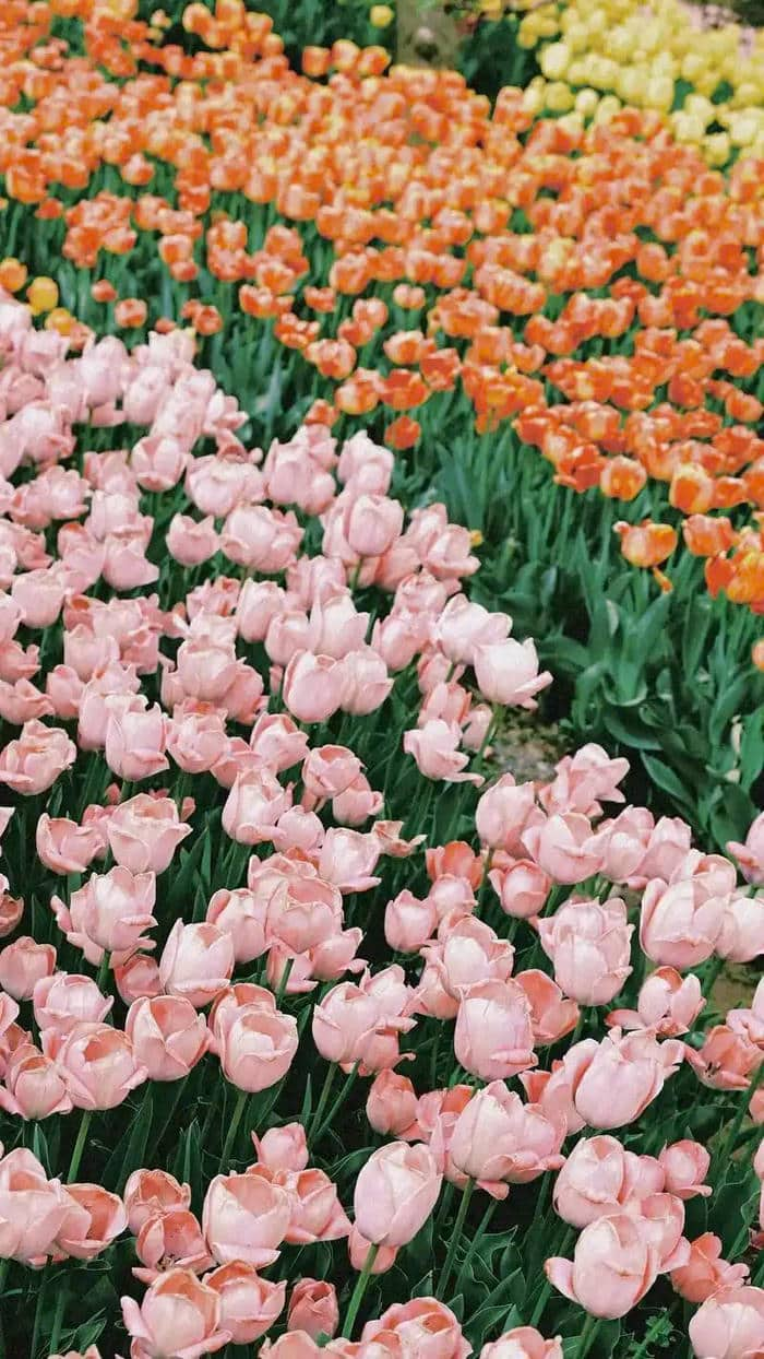 hình ảnh hoa tulip hồng