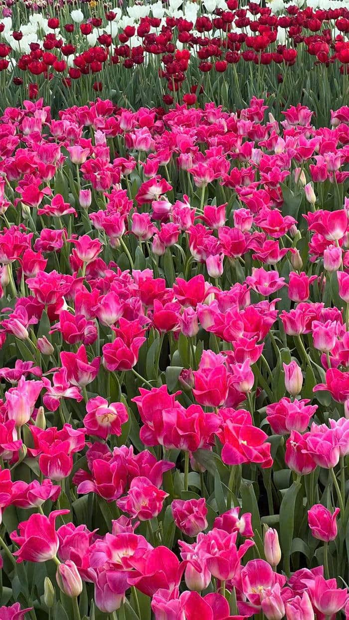 hình hoa tulip