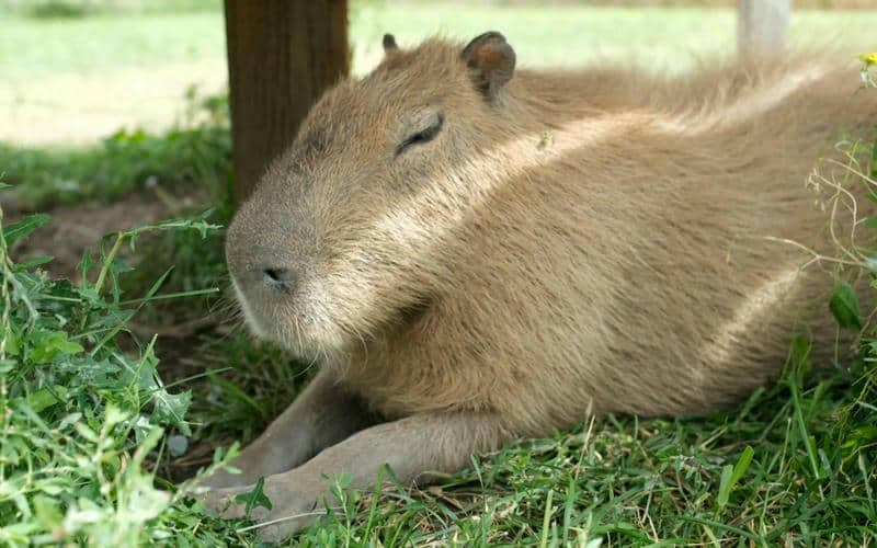 hình nền capybara cute chibi