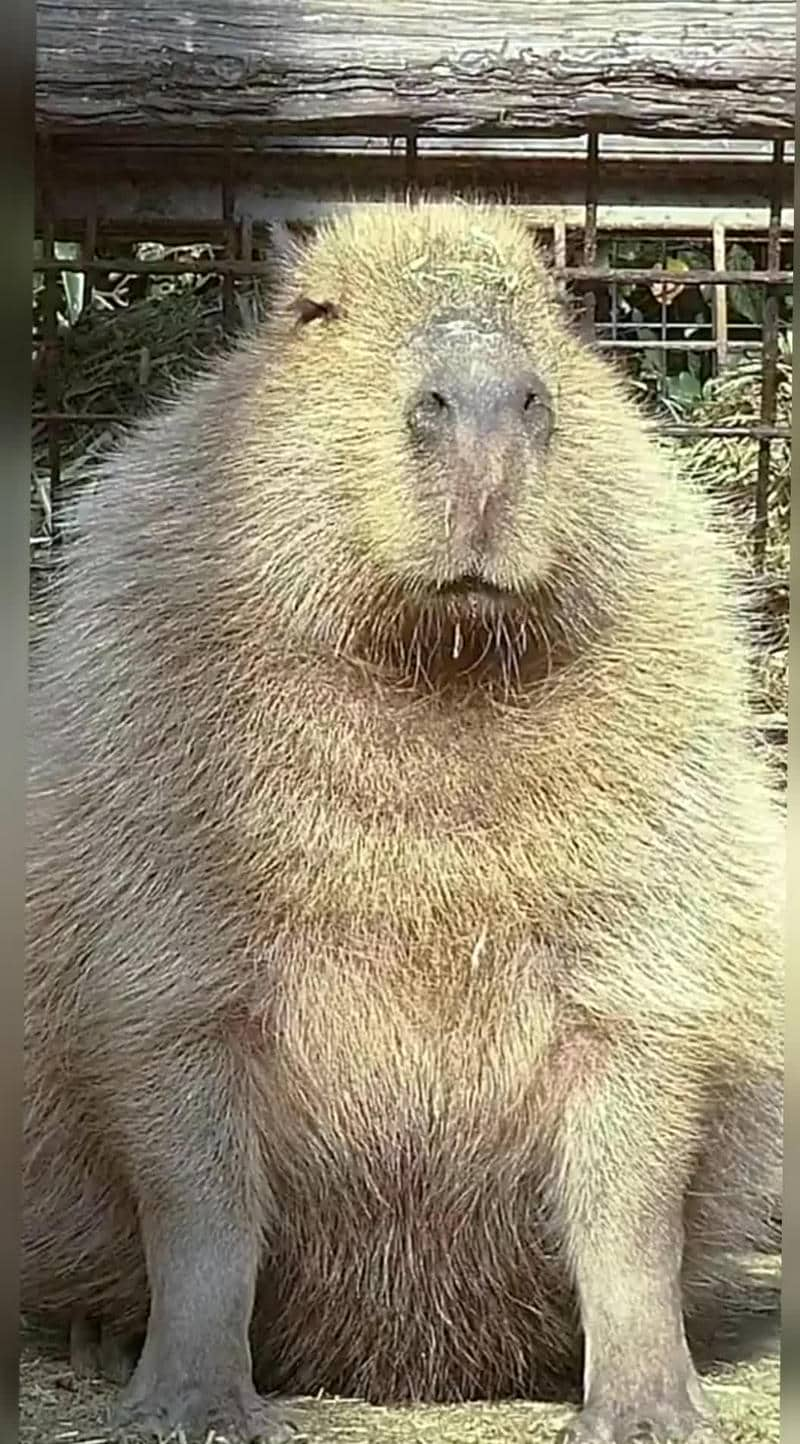 hình nền capybara cute