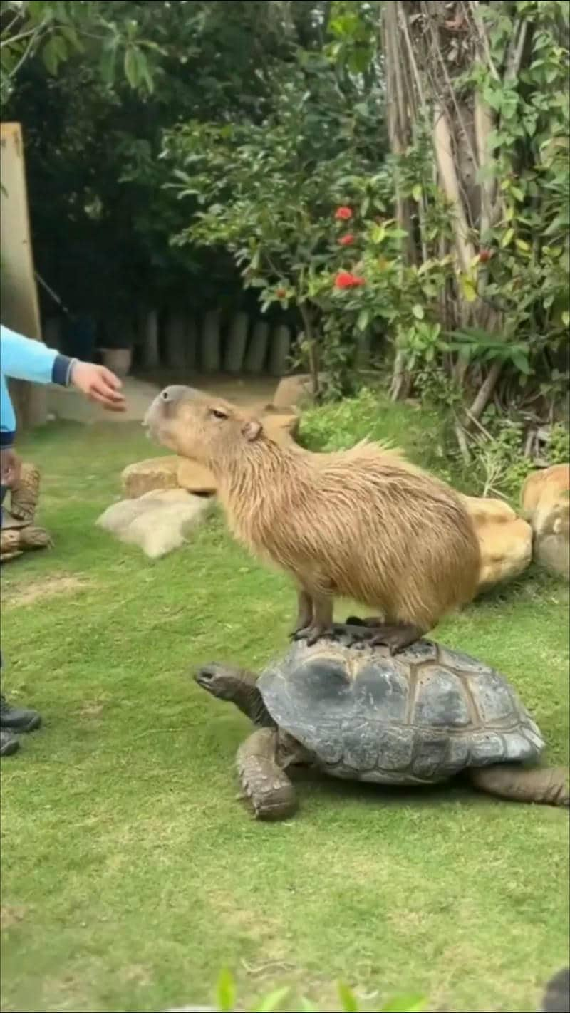 hình nền capybara dễ thương