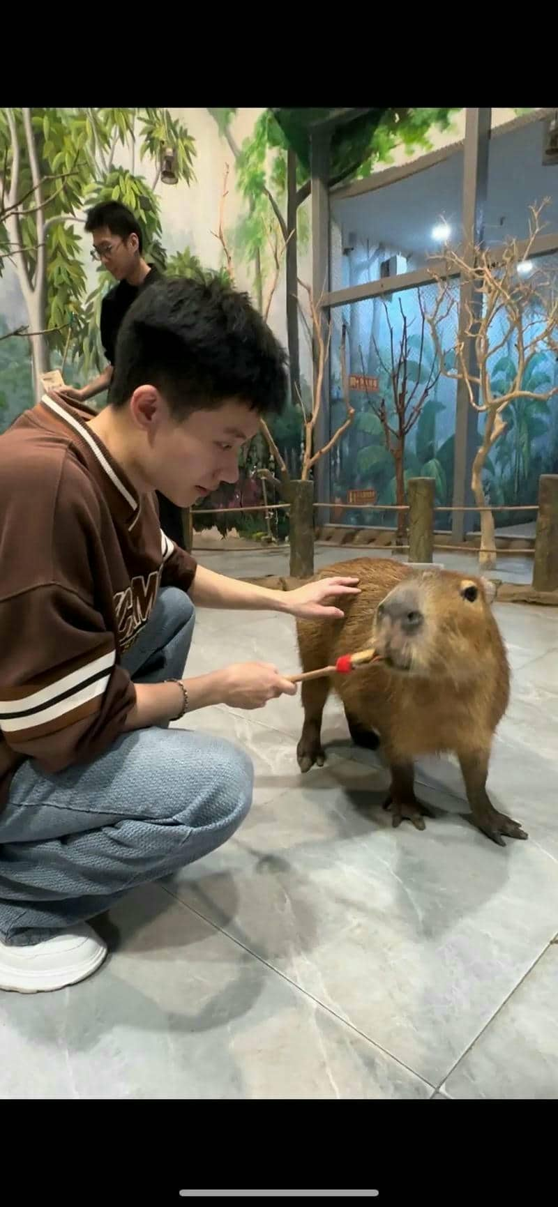 hình nền cute capybara