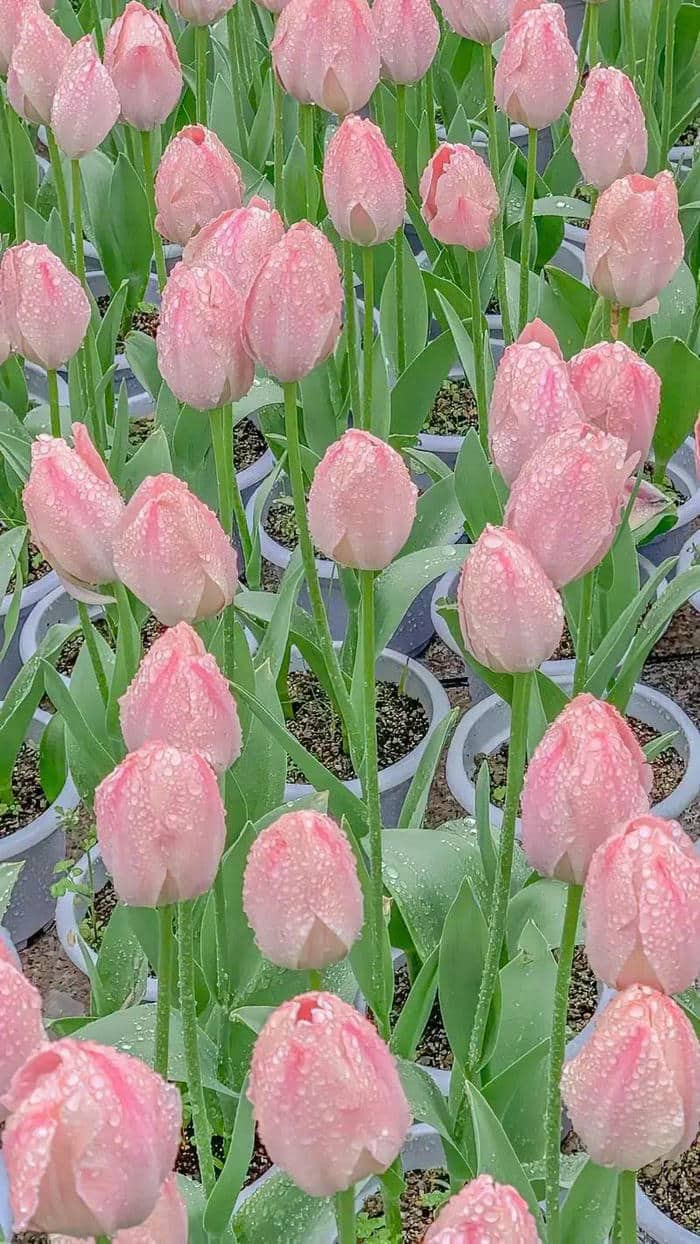 hình nền đt hoa tulip