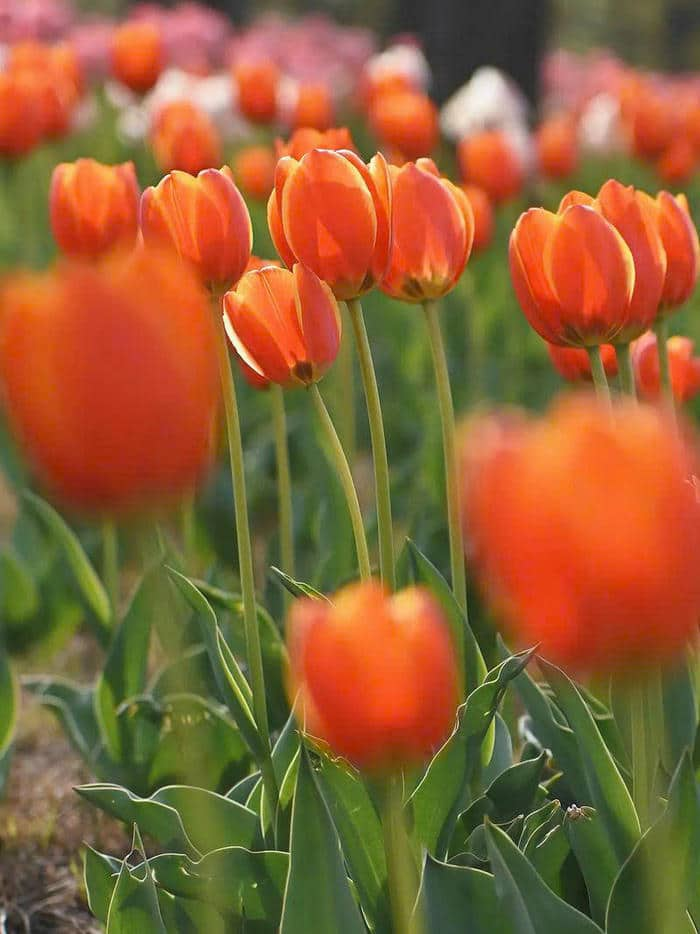 nền hoa tulip