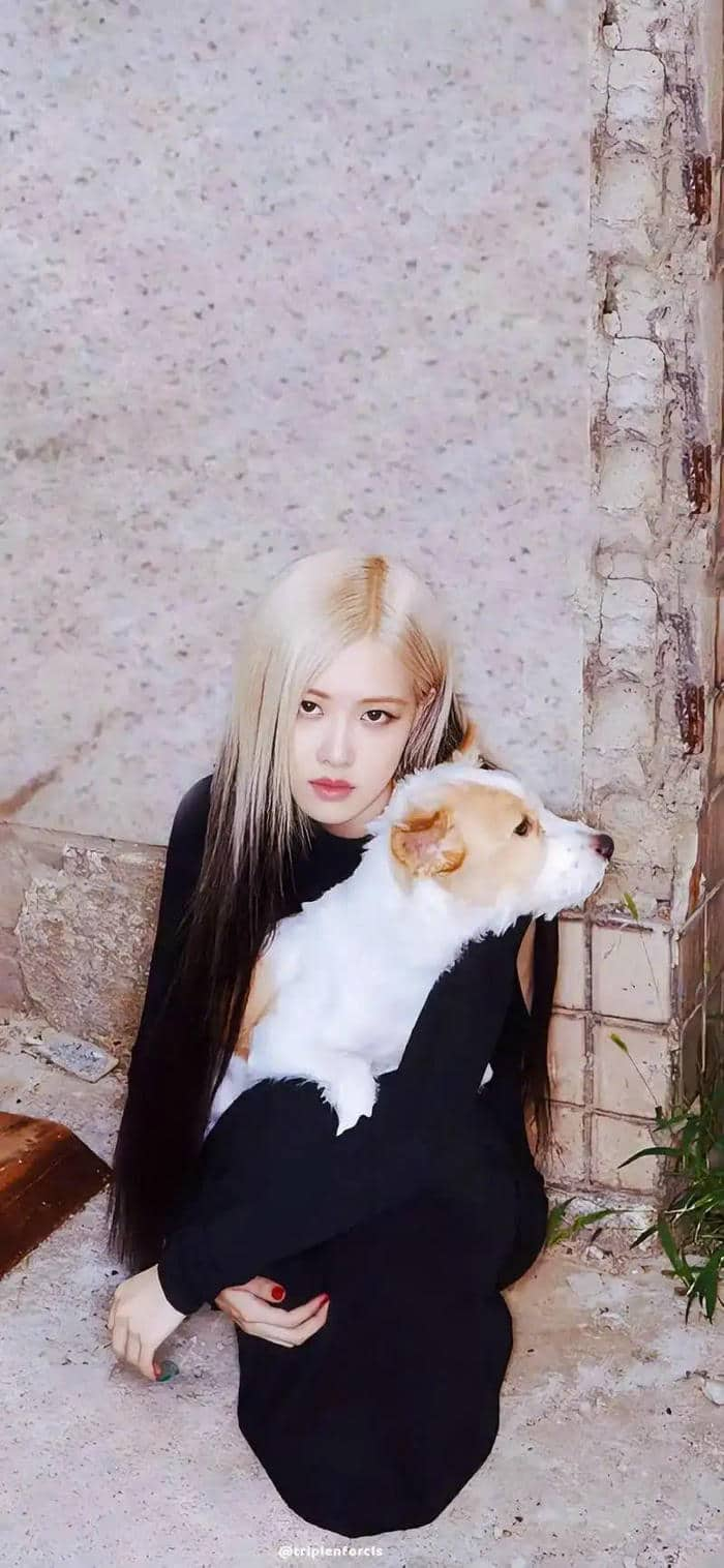 rosé hình ảnh